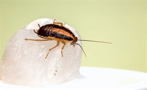 The Complete Guide To Diy Cockroach Control Natran Green Pest Control Botanical Texas Pest