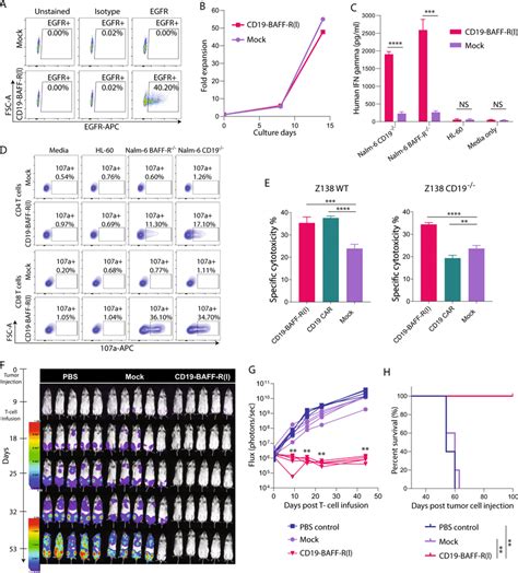 Antitumor Activity Of Cd19 Baff Rl Dual Targeting Car T Cells