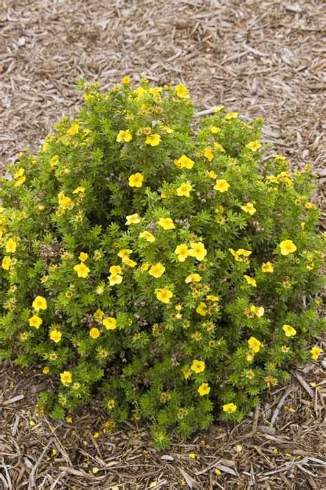 Mango Tango Potentilla Plant Something Montana