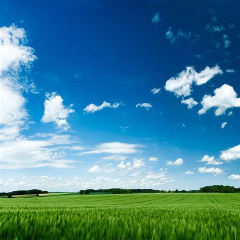 Grassy Field iPad Wallpapers Free Download