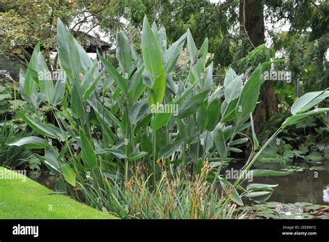 Planted In Water Powdery Alligator Flag Thalia Dealbata Blooms In A