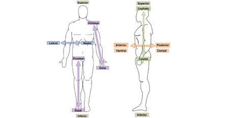 Directional Terms Anatomy Explained