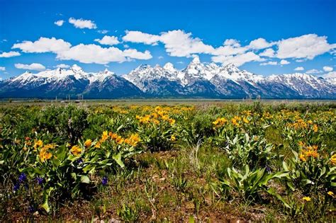 Wildflowers And The Tetons Jackson Hole Wyoming Tetons Natural