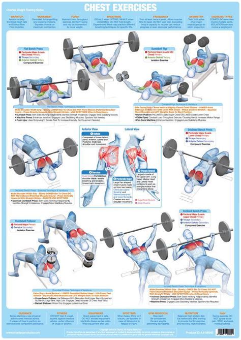 Bodybuilding Chest Exercises Chart