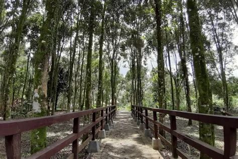 Hutan Kota Tomohon Menyaksikan Landscape Pegunungan Yang Mempesona