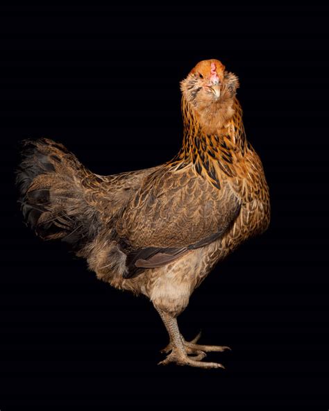 Ameraucana Chickens For Sale