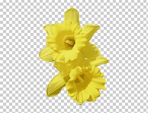 Narcissus Pseudonarcissus Narcissus Jonquilla PNG, Clipart, Amaryllis Family, Cut Flowers ...