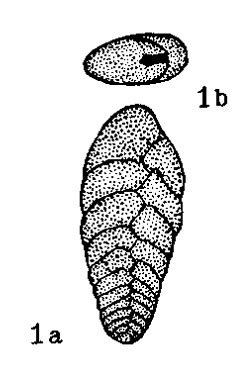 Bolivina Advena Unknown None Miocene Neogene Foraminifera