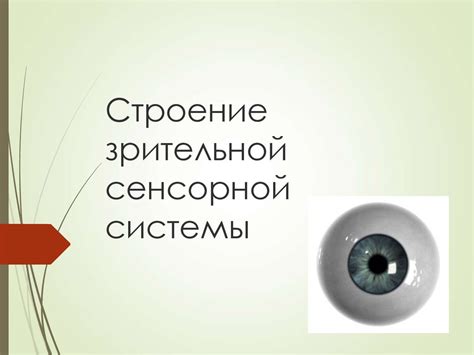 Строение зрительной сенсорной системы - презентация онлайн