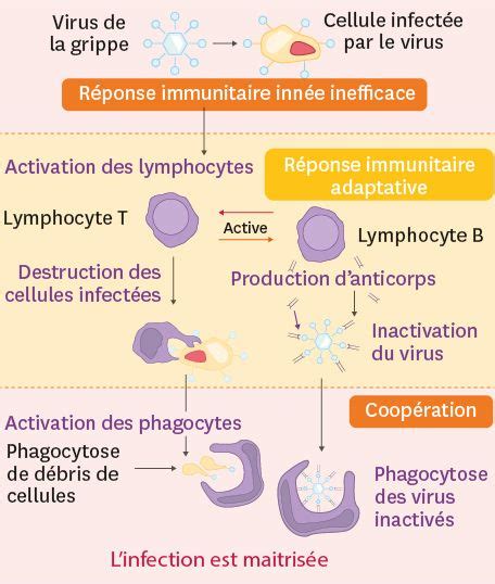 La R Ponse Immunitaire Adaptative Face Aux Infections Sch Mas Cours