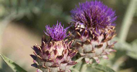 Nurturing the Noble Thistle: Artichoke Plant Care Guide