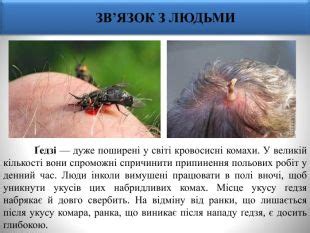 Гедзі, табаніди (Презентація)