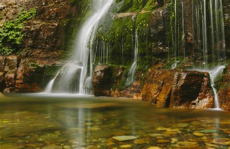 School excursion - Rainforest ecosystems | Info for teachers | NSW ...