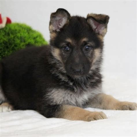 German Shepherd Dog Puppies For Sale Puppyspot German Shepherd Dogs