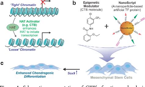 Figure 1 From Integrating Epigenetic Modulators Into NanoScript For