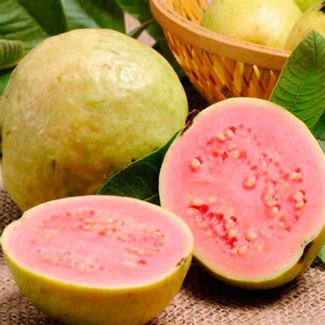 Pink Guava Tree