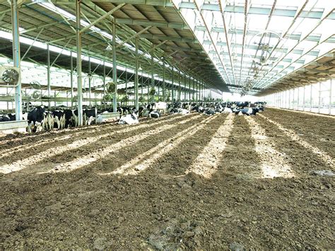 How to design the ideal dairy barn - Dairy Global