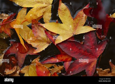 Liquid Amber Tree Leaves Hi Res Stock Photography And Images Alamy