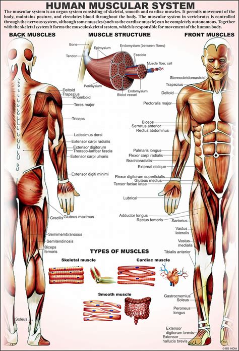 Human Body Diagram Front And Back