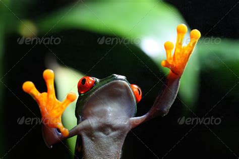 Tree Frog on glass Stock Photo by macropixel | PhotoDune