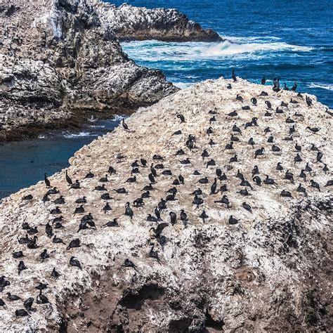 Bird Island In Carmel By The Sea CA