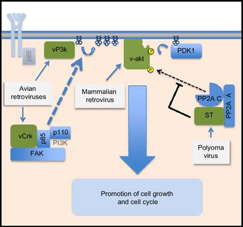 Viral Mimicry Of Pi K Pathway Members The Diagram Illustrates Steps At