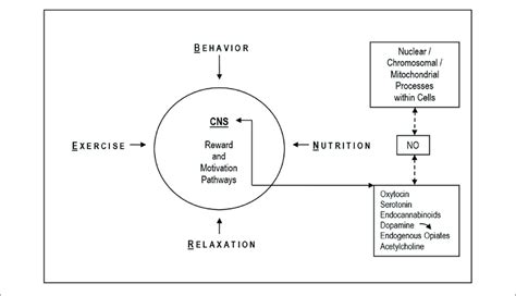 The Shared Neurobiology Of Bern Approaches Different Bern Techniques