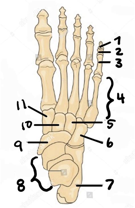 Tarsals Metatarsals And Phalanges Diagram Quizlet