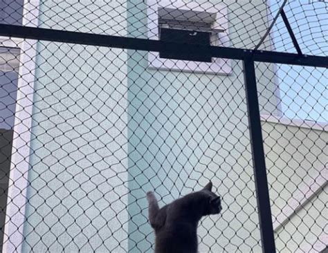 Redes de Proteção para Gatos Curitiba RedTela Segura Gatinho