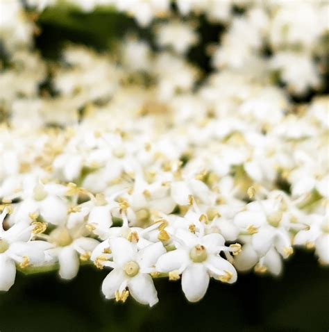 elderflower cordial  summer recipe  enjoy year