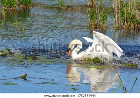 Mute Swan Aggressively Chasing Canada Goose Stock Photo