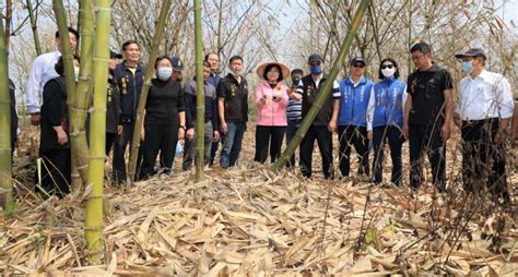 雲縣竹筍乾旱葉片黃化落葉枯死 張麗善勘災爭取救助 民生頭條