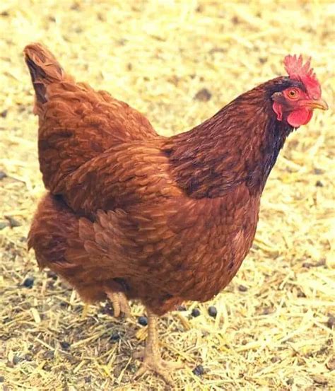 New Hampshire Chicken Breed Eggs Color Temperament Picture