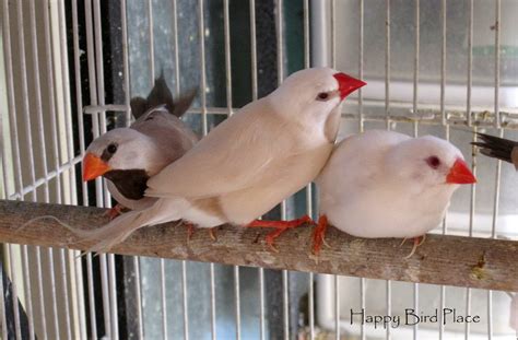 Happy Bird Place Finch And Grasskeet Blog Shaft Tails And Turquoisine