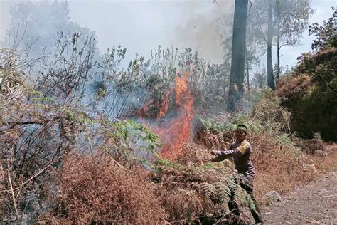 Karhutla Di Kaki Gunung Rinjani Hanguskan Hektar Lahan Pilar Id