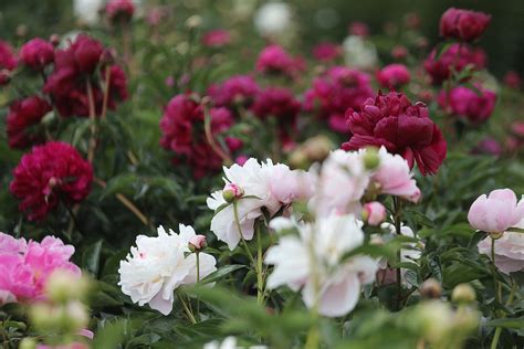 Kwitnące Piwonie Zachwycają Zwiedzających Ogród Botaniczny