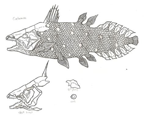 Coelacanth by KitWhitham on DeviantArt