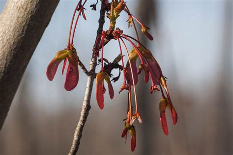 Acer Rubrum Flower