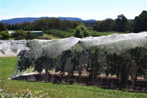 fruit fly australia stock  pictures royalty  images istock