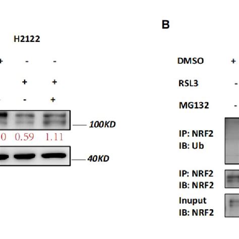 Rsl3 Reduction Of Nrf2 Expression By Promoting Of Nrf2 Protein