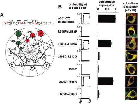 Mutations in the leucine zipper predicted in the KCNQ1 C terminus. A,... | Download Scientific ...