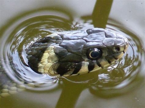 Natrix Natrix Linnaeus 1758 Užovka Obojková Botanycz