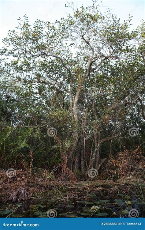 A Cypress Tree in the Swamp Stock Image - Image of tree, everglades: 283685109