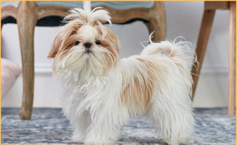 The 7 Most Popular Dog Breeds Ideal For Older Adults