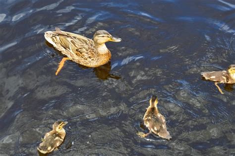 Una Bandada De Muchas Hermosas Aves Acu Ticas Salvajes De Patos Con