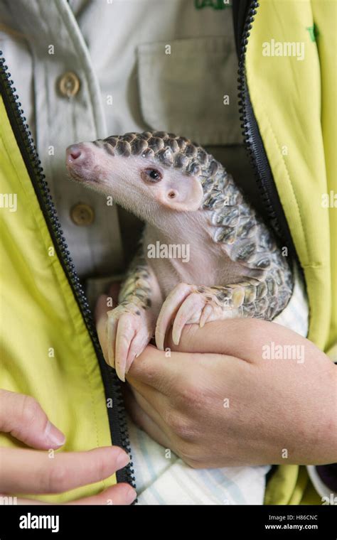 Chinese Pangolin Manis Pentadactyla Biologist Hsuan Yi Lo Holding