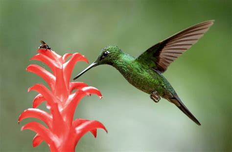 Green Crowned Brillant Heliodoxa Jacula The Green Crowne Flickr