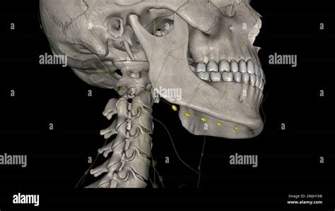 The Submandibular Lymph Nodes Are Some 3 6 Lymph Nodes Situated At The