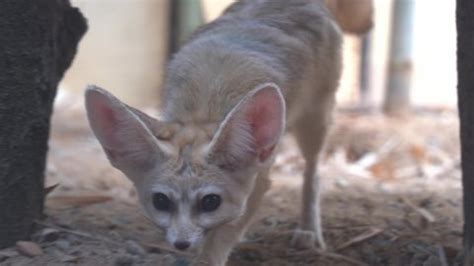 211 Fennec Fox Stock Video Footage - 4K and HD Video Clips | Shutterstock