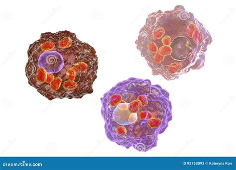 Leishmania Amastigotes Infected Macrophages Stock Illustration